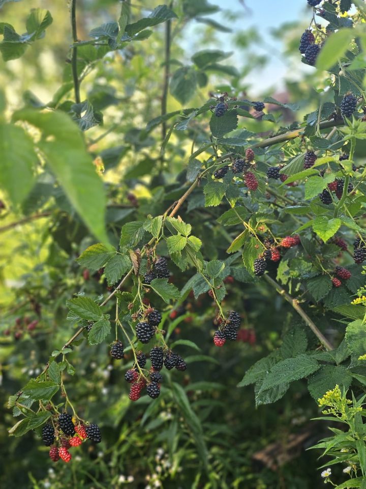 Działka rod Płouszowice. Zdjęcie 3