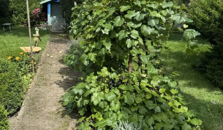 Działka rod Gorzów Wielkopolski, ul. Marcina Kasprzaka