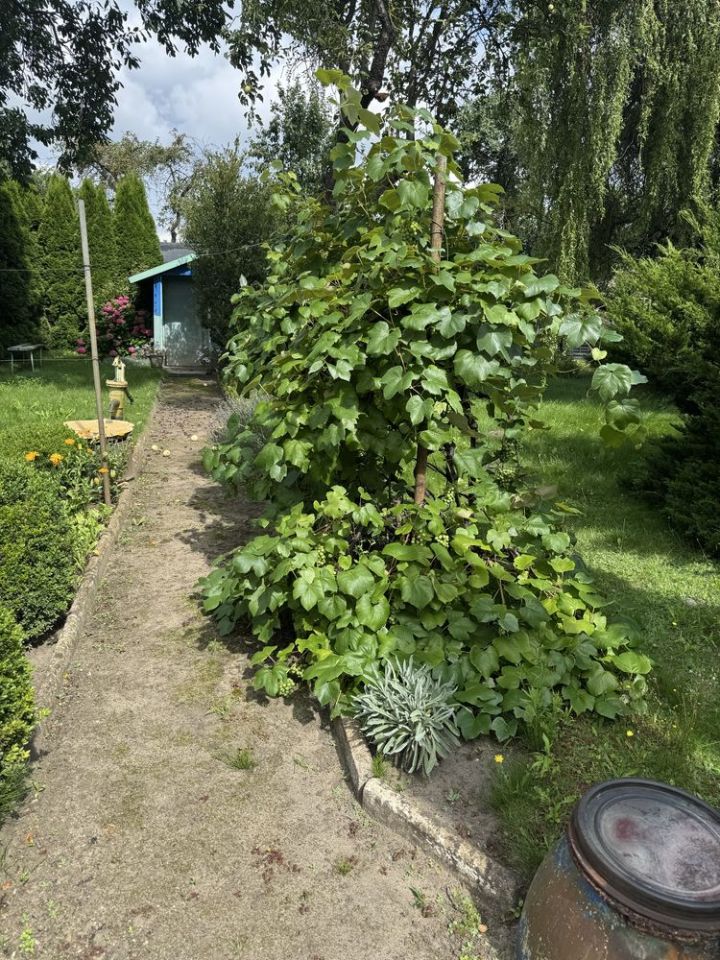 Działka rod Gorzów Wielkopolski, ul. Marcina Kasprzaka