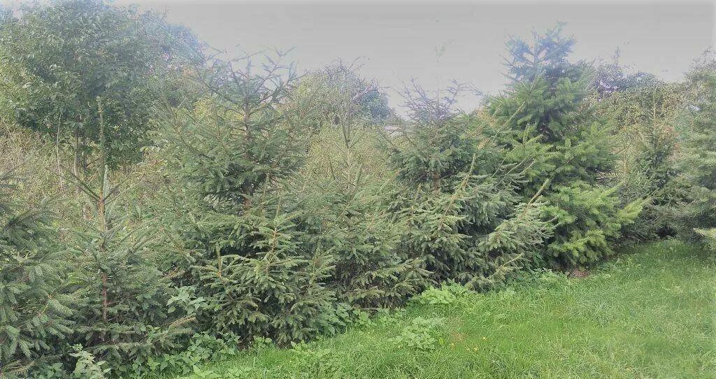 Działka budowlana Jaraczewo, ul. Kaliska. Zdjęcie 3