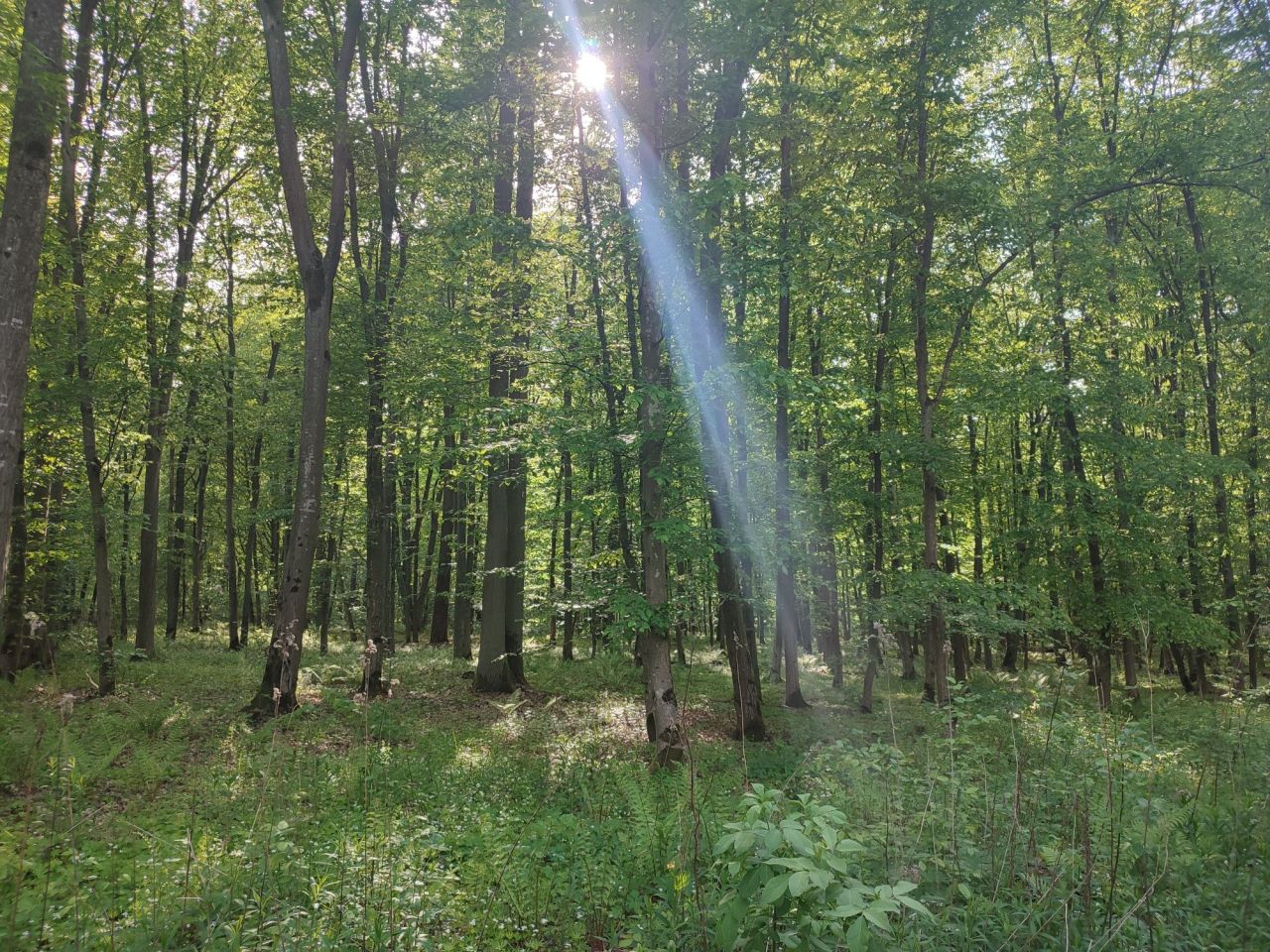Działka leśna Żabno. Zdjęcie 1