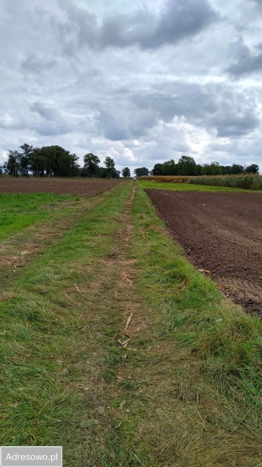 Działka rolna Czacz. Zdjęcie 5