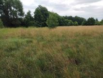 Działka rolna Wólka. Zdjęcie 2