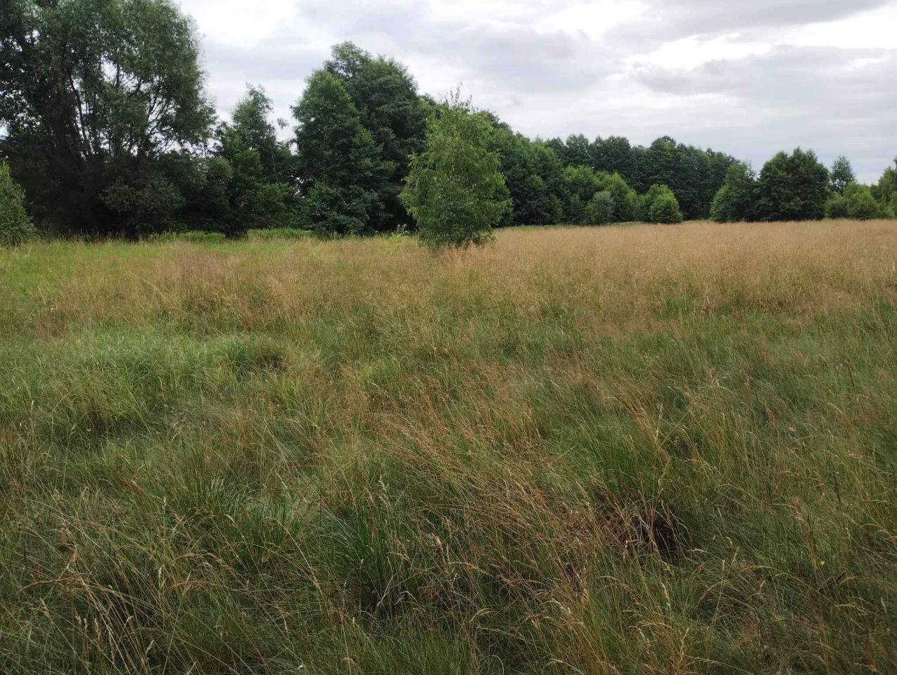 Działka rolna Wólka. Zdjęcie 3