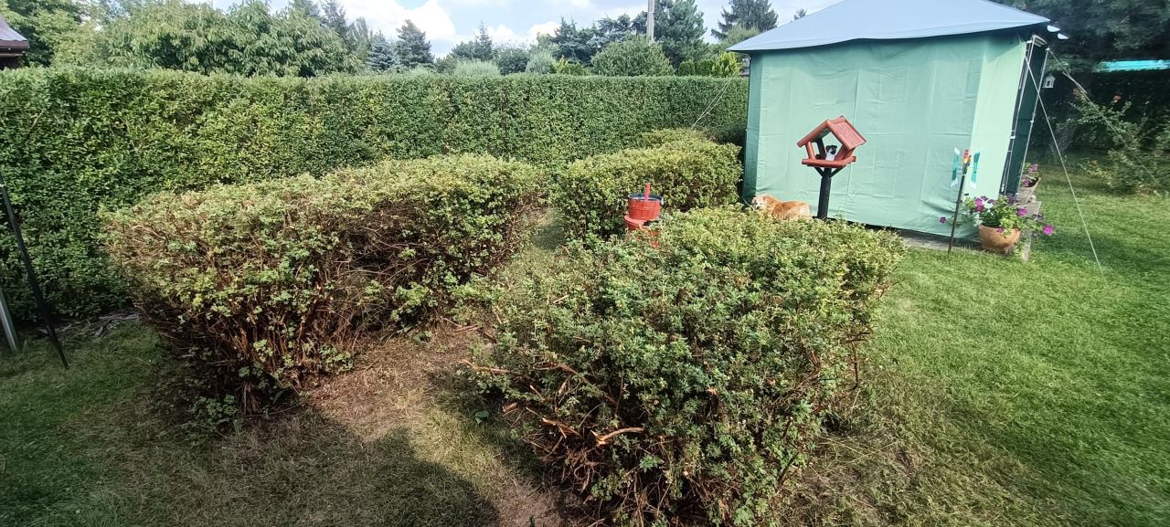 Działka rod Łódź Górna, ul. Lodowa. Zdjęcie 40
