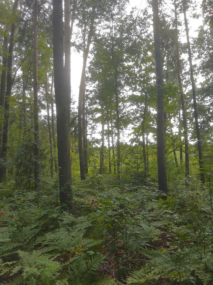 Działka leśna Ciężkowice. Zdjęcie 4