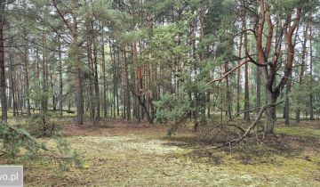 Działka leśna Roździn