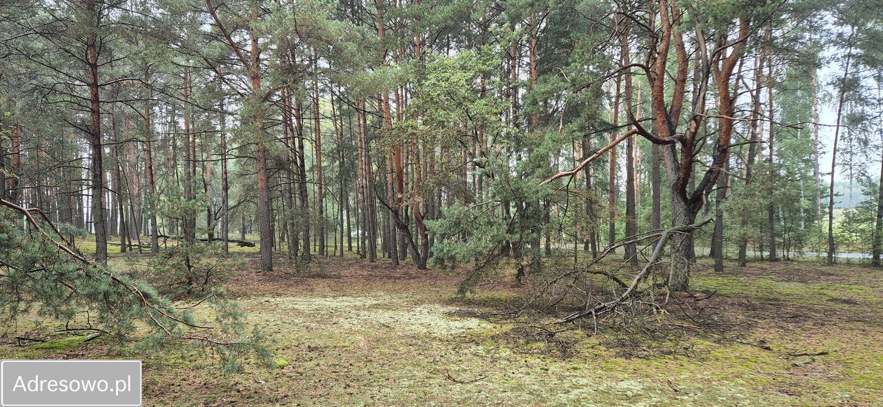 Działka leśna Roździn