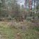 Działka leśna Sudzin. Zdjęcie 6