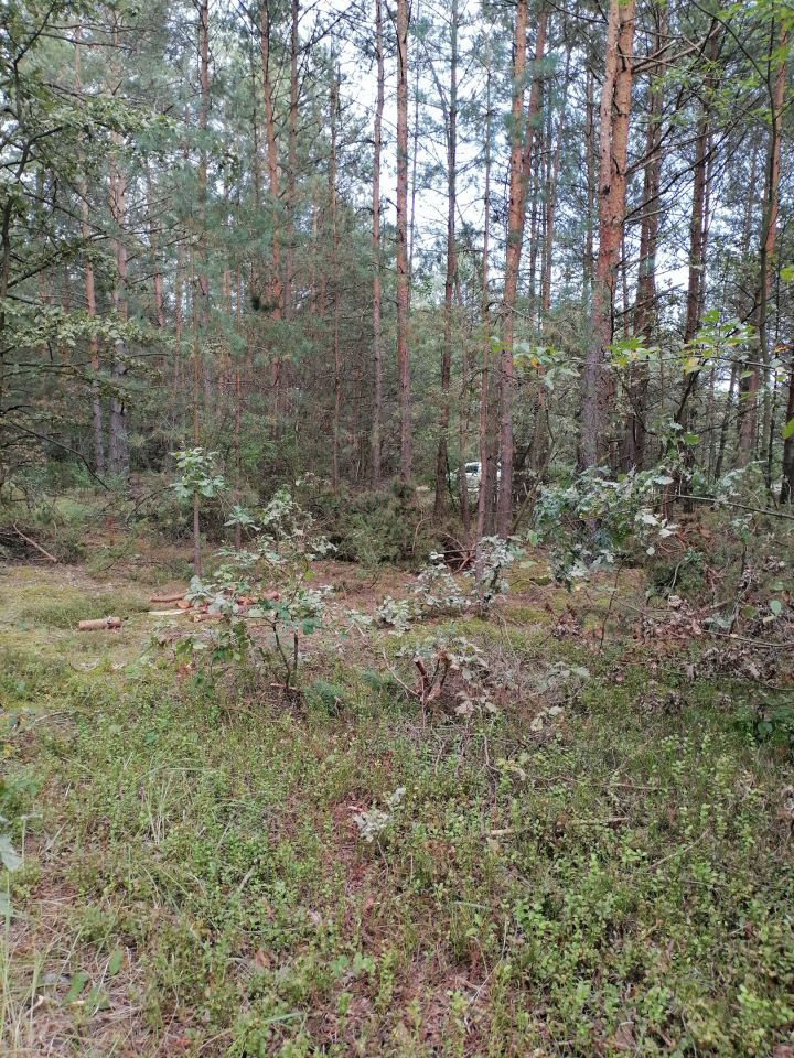 Działka leśna Sudzin. Zdjęcie 6