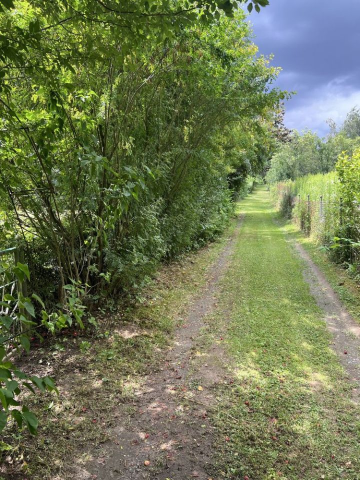 Działka rod Osiek. Zdjęcie 6