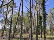 Działka budowlana Chomino. Zdjęcie 4