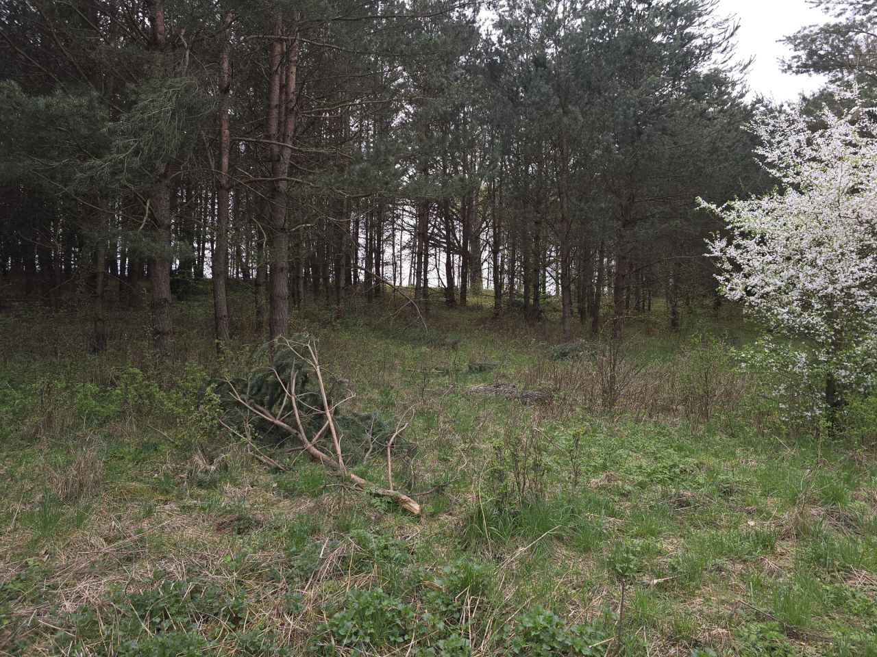 Działka leśna Ruś. Zdjęcie 6