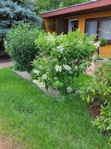 Działka rod Szamotuły. Zdjęcie 1