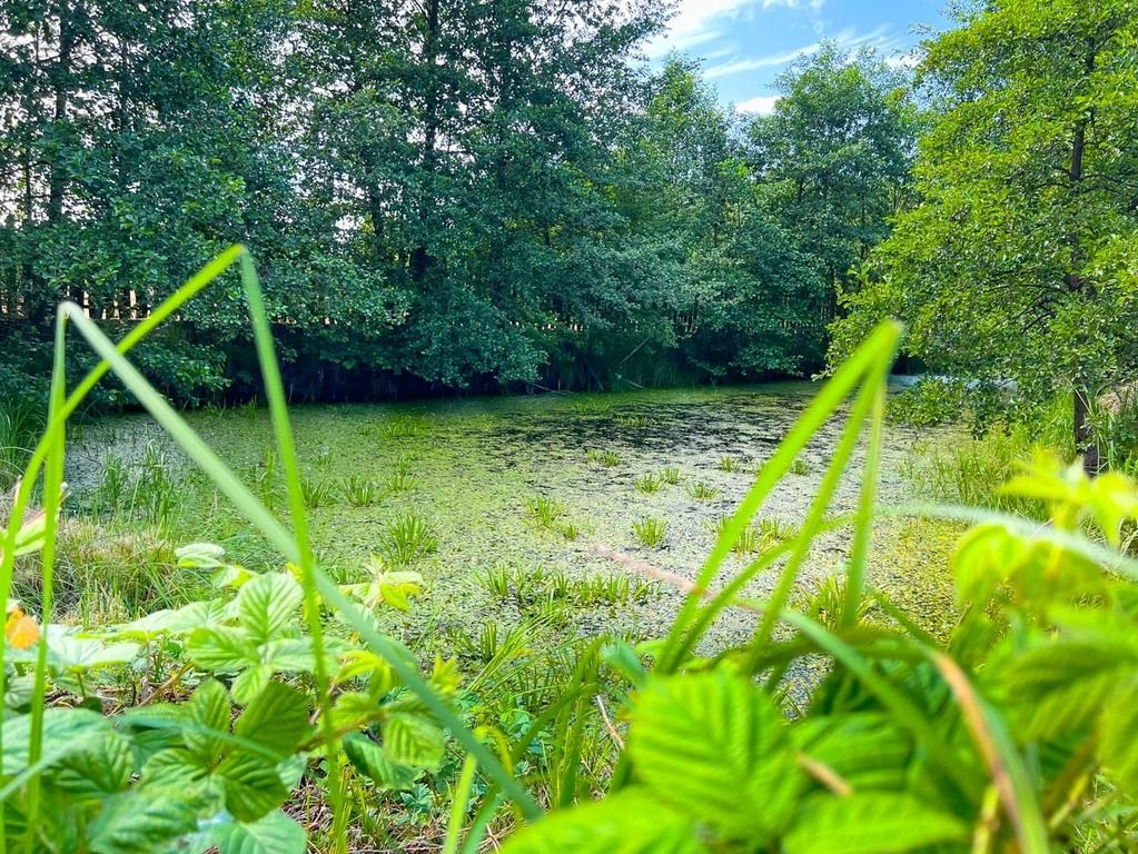 Działka budowlana Boguszków. Zdjęcie 6