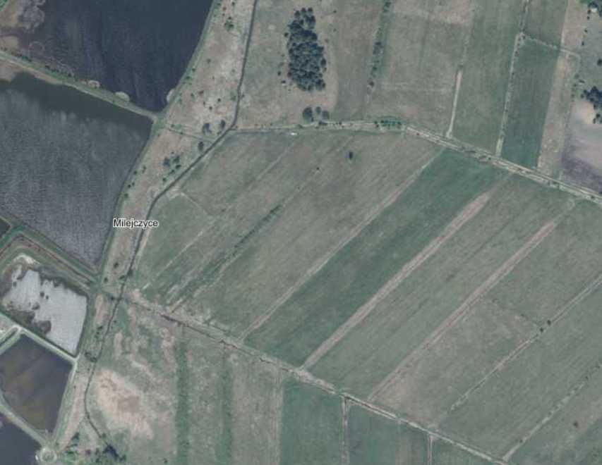 Działka rolna Milejczyce. Zdjęcie 4