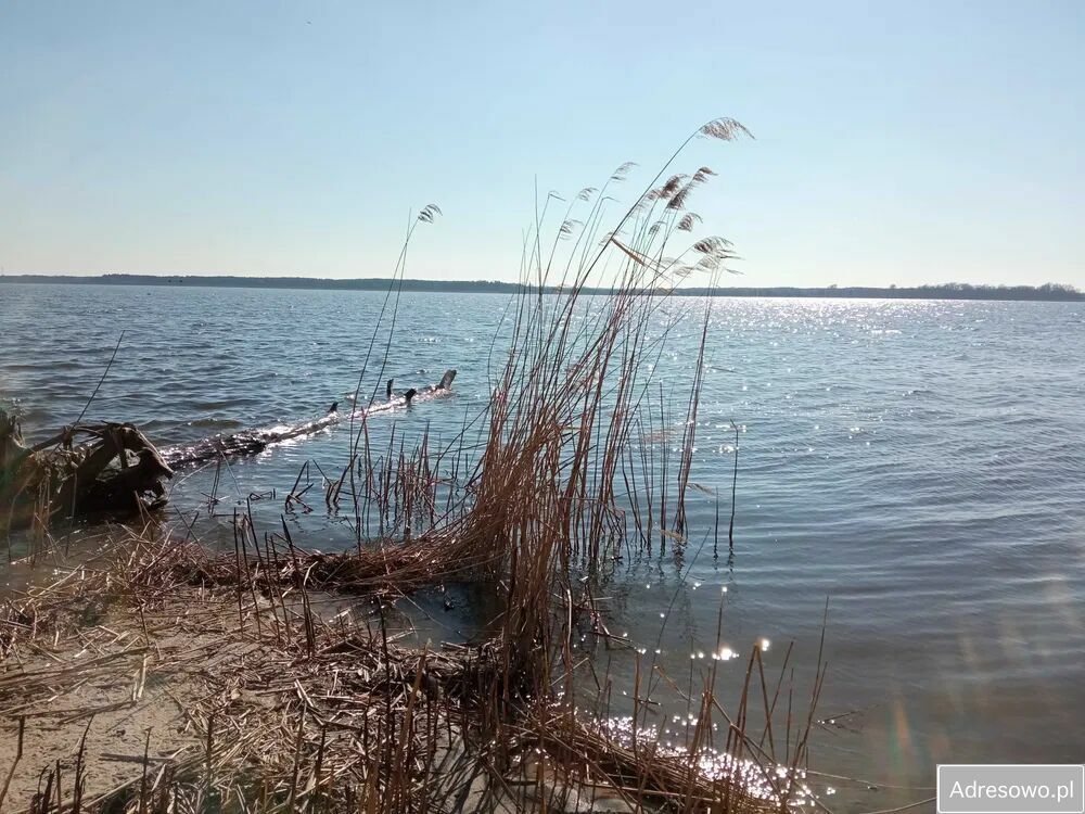 Działka siedliskowa Bachorzewo. Zdjęcie 3