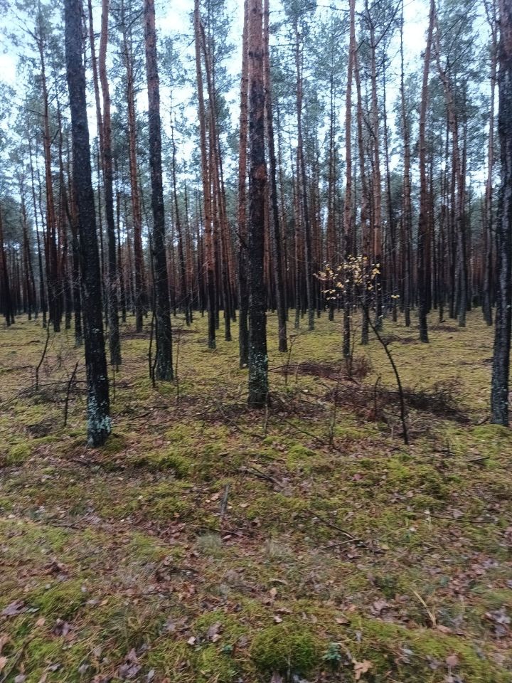Działka leśna Cisza. Zdjęcie 4