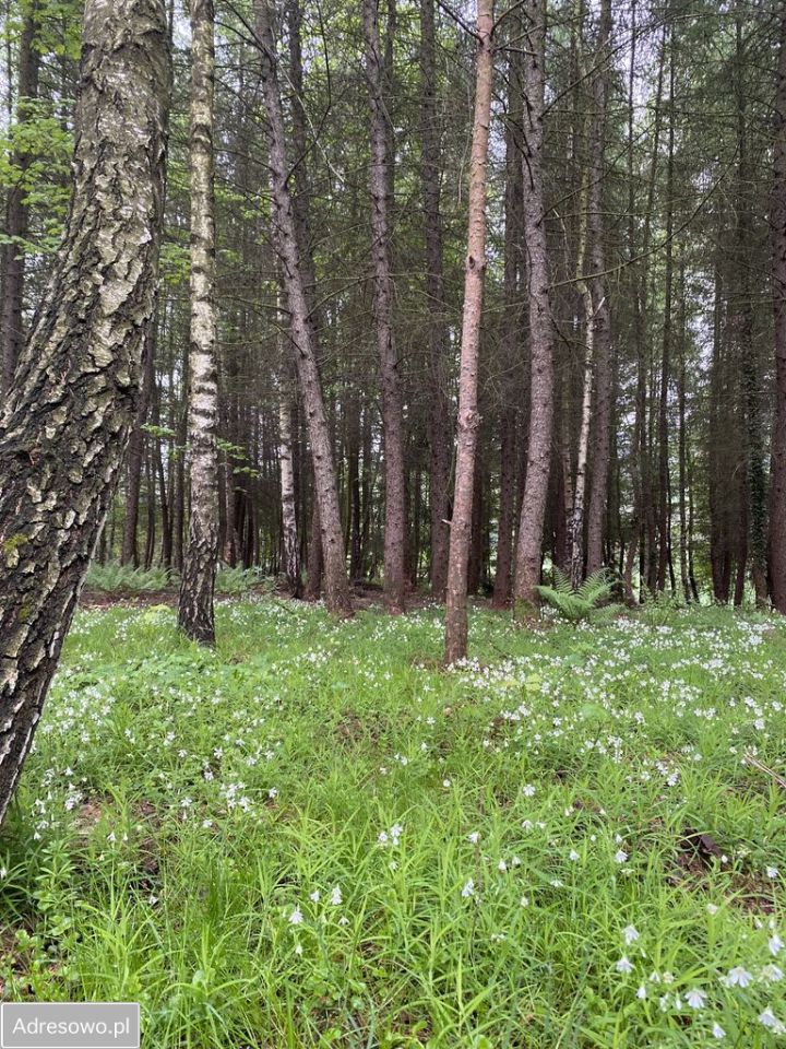 Działka rekreacyjna Marcyporęba. Zdjęcie 3