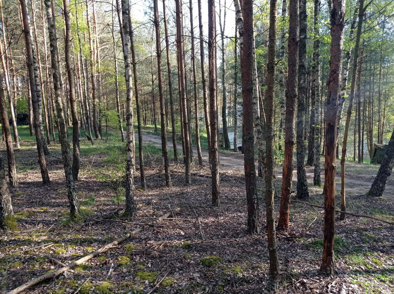 Działka leśna Kowalskie Błota Wielkie Kowalskie Błota. Zdjęcie 8