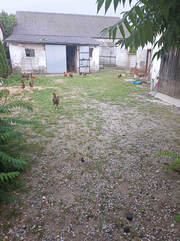 gospodarstwo Adamów. Zdjęcie 4