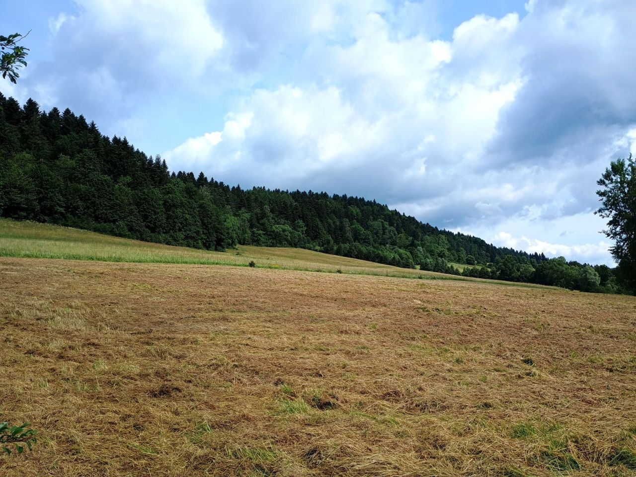 Działka rekreacyjna Daliowa. Zdjęcie 5