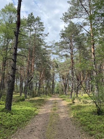 Działka leśna Dobrzanów. Zdjęcie 1