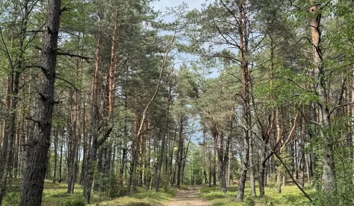 Działka leśna Dobrzanów