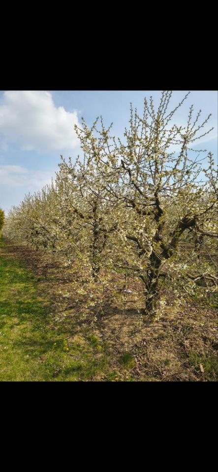 Działka rolna Koprzywnica. Zdjęcie 2