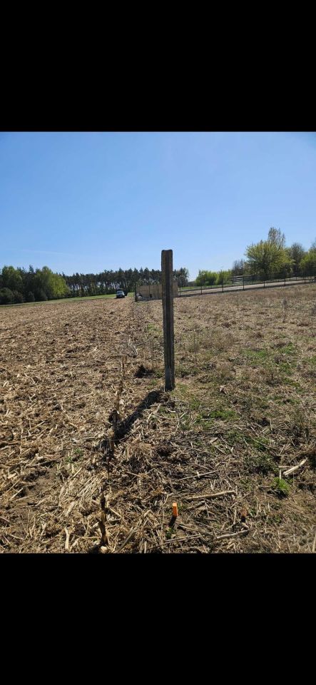 Działka budowlana Rydzyn Szlachecki. Zdjęcie 8