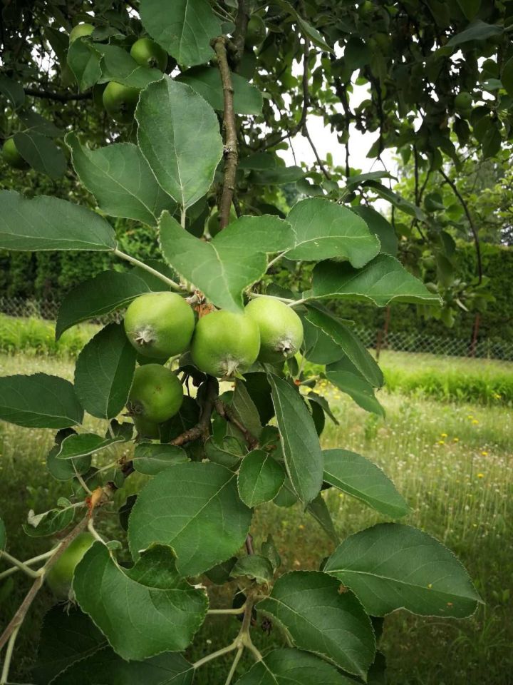 dom letniskowy Konstantynów Łódzki Żabiczki, ul. Lutomierska. Zdjęcie 5