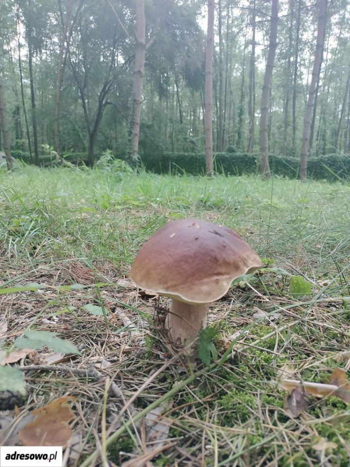 Działka budowlana Chomiąża Szlachecka. Zdjęcie 7