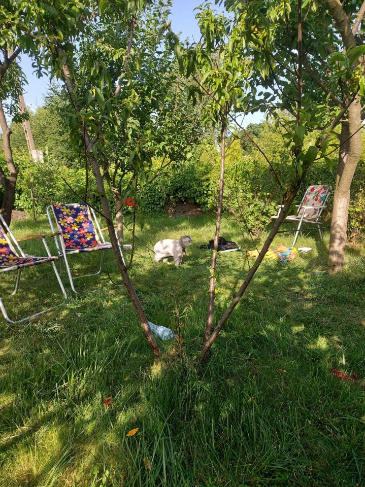 Działka rod Nowa Sól, ul. Ceglana. Zdjęcie 4