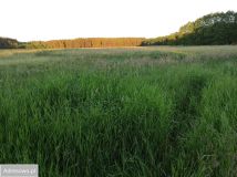 Działka rolno-budowlana Wiewiórowo. Zdjęcie 1