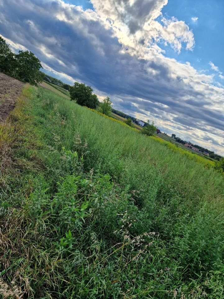 Działka rolno-budowlana Kraków Wyciąże, ul. Narcyza Wiatra. Zdjęcie 4