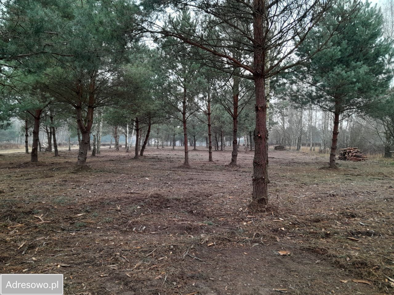 Działka budowlana Szymanówek Biała, ul. Aleja Grzybowa. Zdjęcie 4