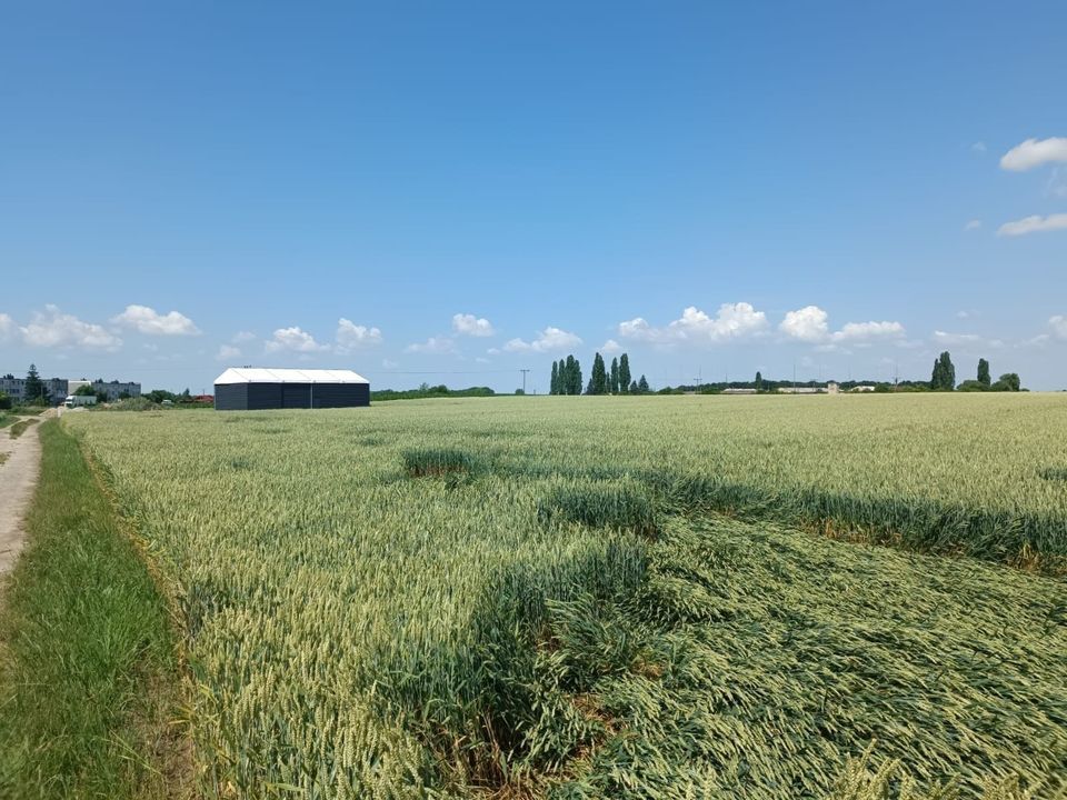 Działka rolno-budowlana Budziszów Wielki. Zdjęcie 7