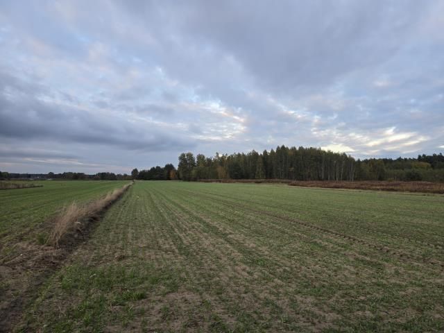 Działka rolno-budowlana Krzywica. Zdjęcie 2
