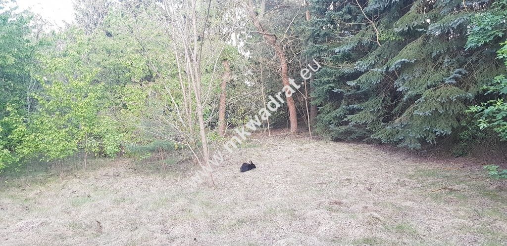 Działka budowlana Rozalin. Zdjęcie 5