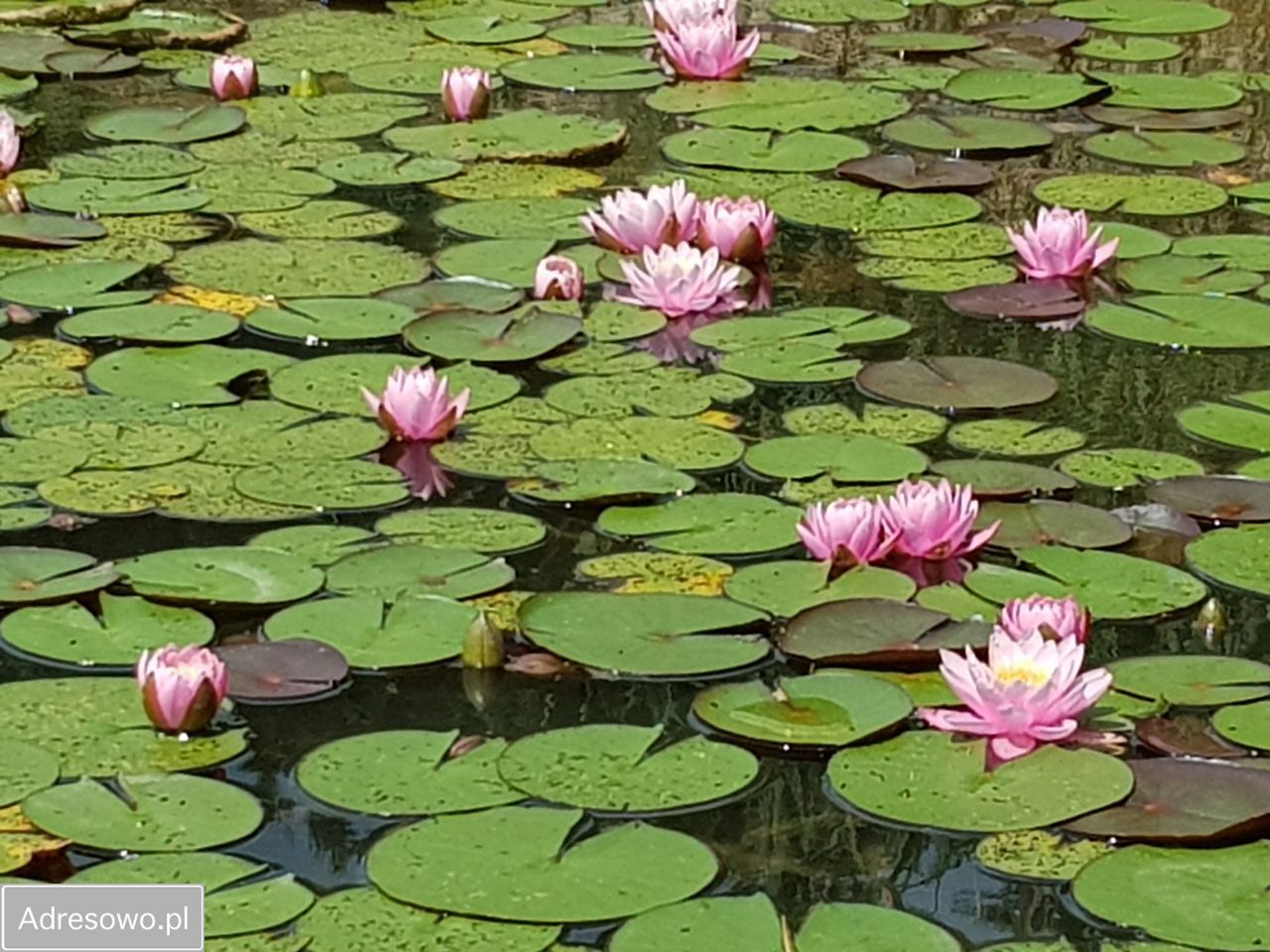 Działka siedliskowa Kup, ul. Polna. Zdjęcie 9