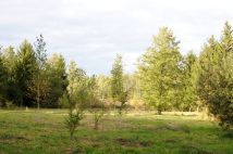 Działka siedliskowa Grzegorzewice, ul. Pałacowa. Zdjęcie 4