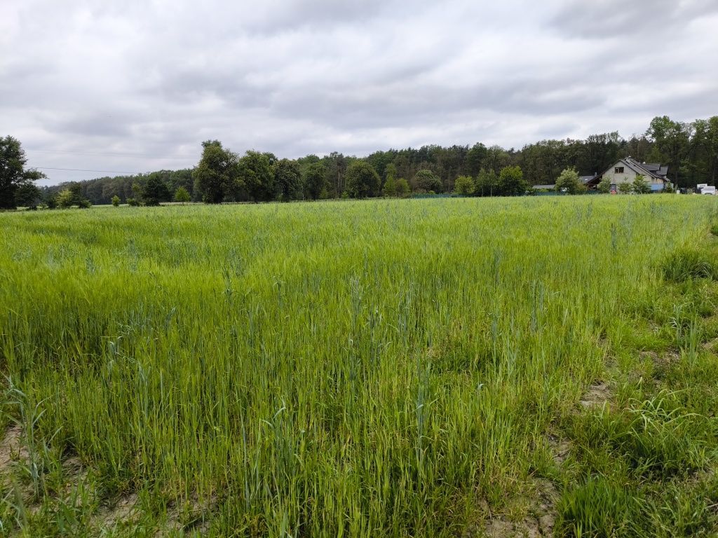 Działka siedliskowa Siedliska, ul. Pod Dębami. Zdjęcie 5