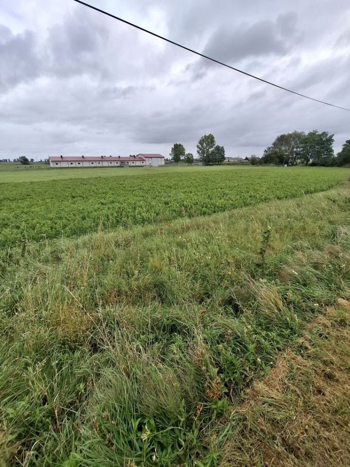 Działka budowlana Białożewin. Zdjęcie 2