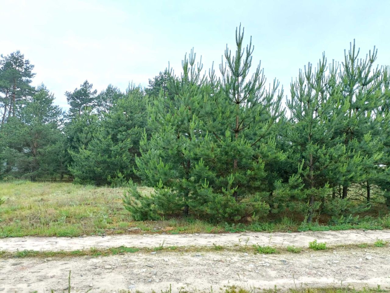 Działka budowlana Cierpice. Zdjęcie 4