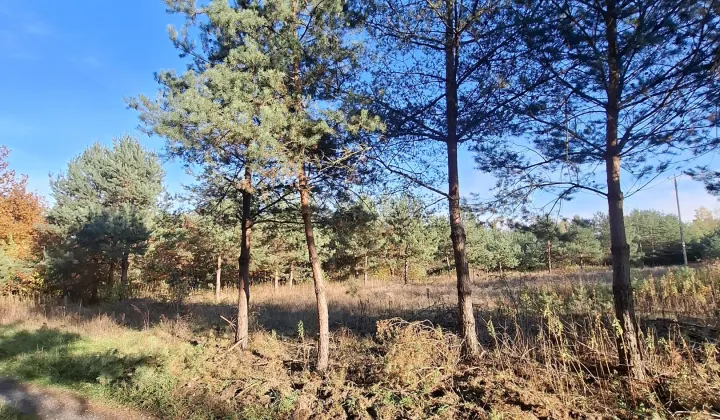 Działka budowlana Wólka Dworska