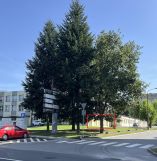 Lokal Zgierz, ul. Andrzeja Struga. Zdjęcie 1