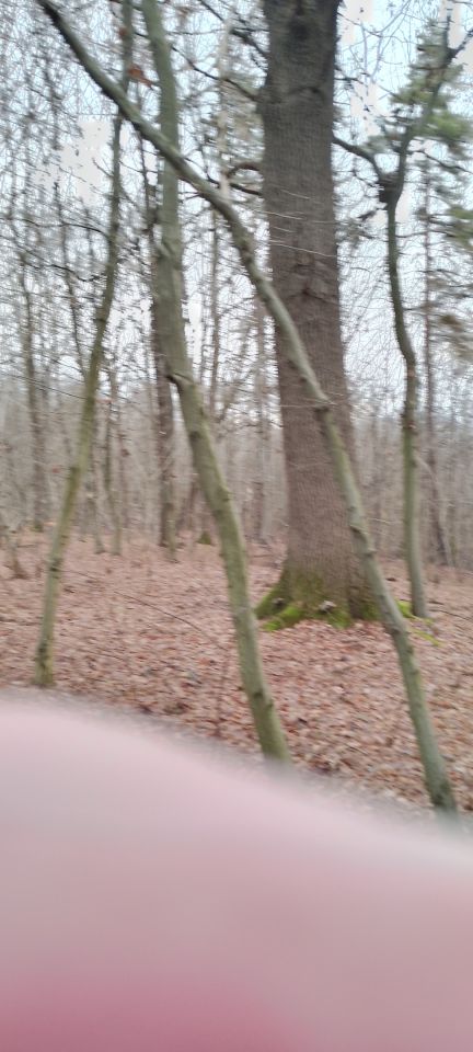 Działka leśna Osobnica Wiśniówki. Zdjęcie 3