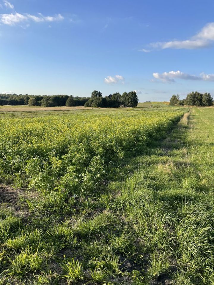 Działka budowlana Pińczyce, ul. Leśna