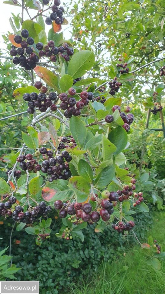 Działka rod Szczecin Śródmieście. Zdjęcie 6