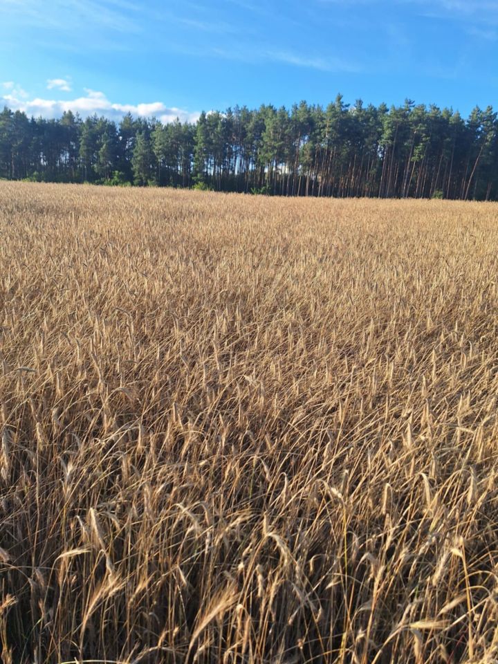 Działka Guty-Bujno. Zdjęcie 2